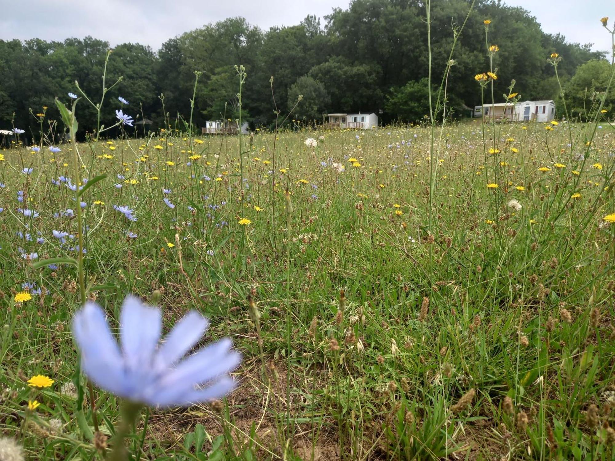 Camping Nature Le Valenty Mobil-Home-Dordogne Panoramique Clim Piscine Soturac Eksteriør bilde